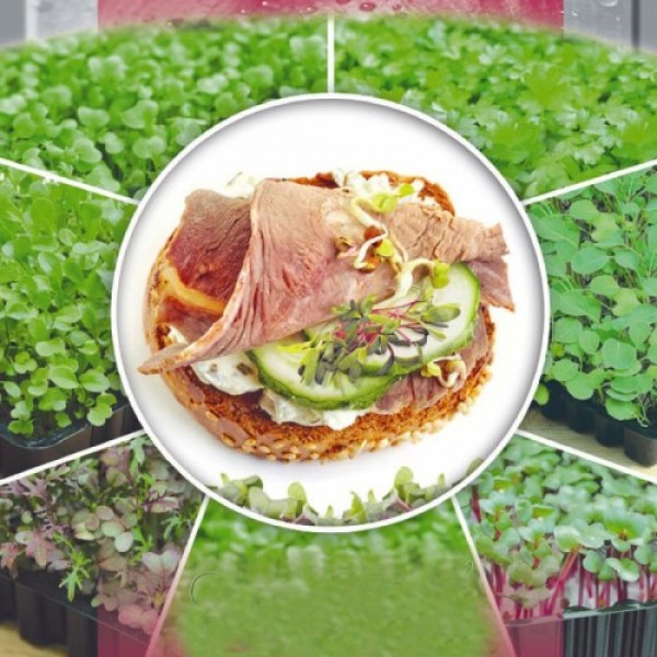 Капуста красная семена микрозеленые (Seedera)