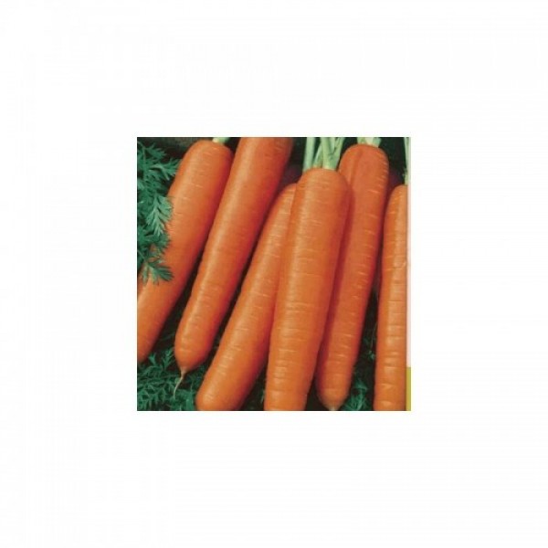 Карлена семян моркови (Satimex)
