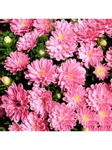 Астра карликова рожева (Pink) насіння (Moravoseed)