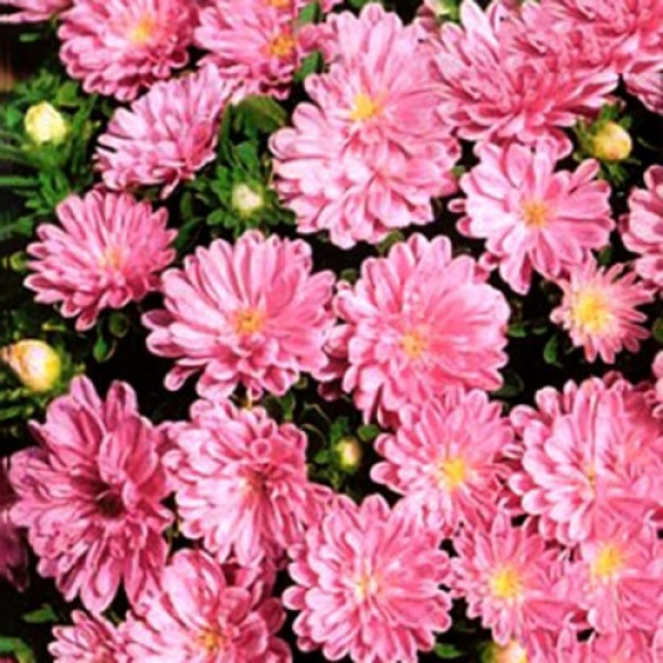 Астра карликова рожева (Pink) насіння (Moravoseed)