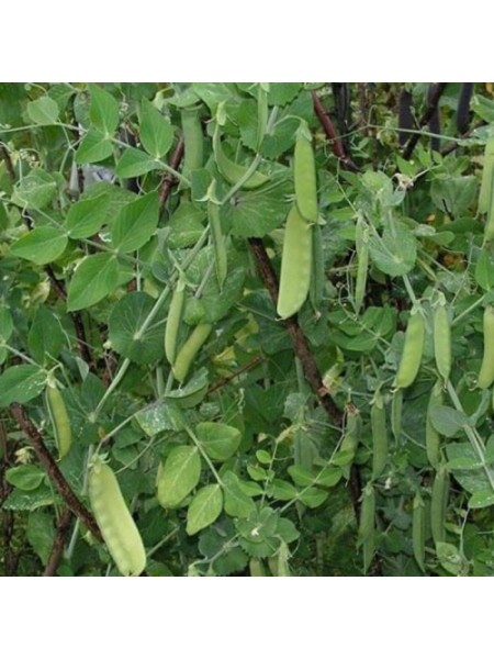 Карубы семян гороха (Satimex)
