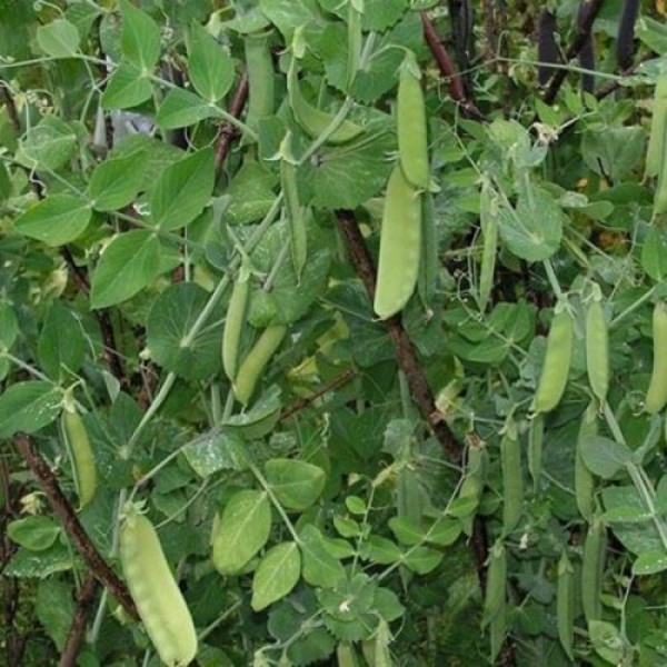 Карубы семян гороха (Satimex)