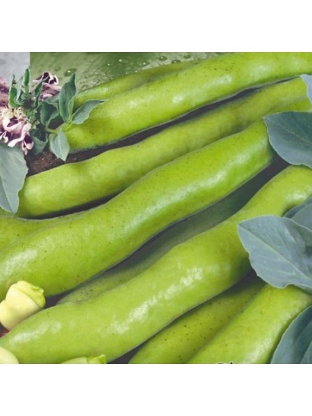 Кас'єр насіння бобу (Seedera)