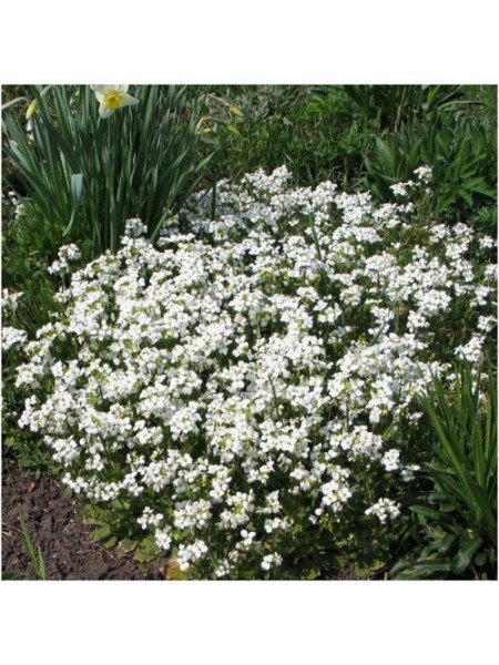 Арабіс кавказький біле (white) насіння (Moravoseed)