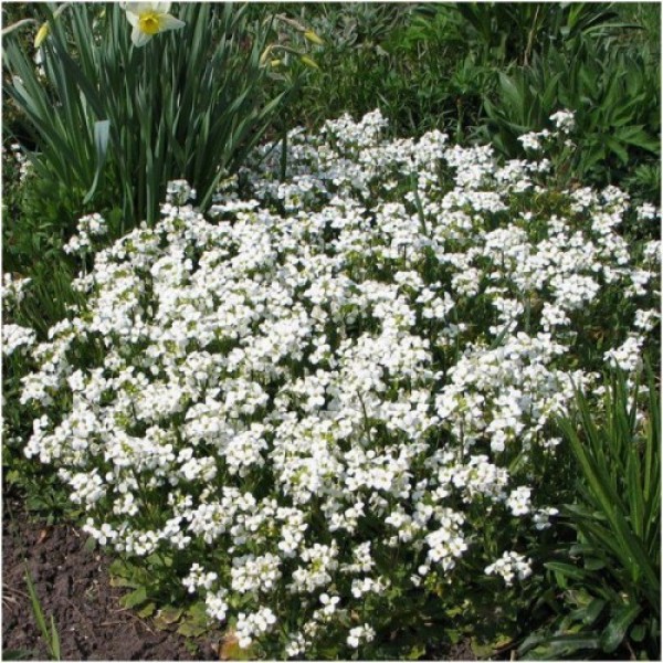 Арабіс кавказький біле (white) насіння (Moravoseed)