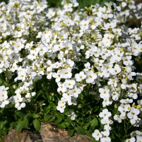 Кавказький білий (white) насіння арабісу (Hem Zaden)