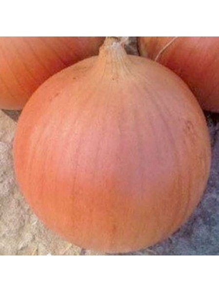 Кейс F1 семена лука репчатого озимого (Lark Seeds)