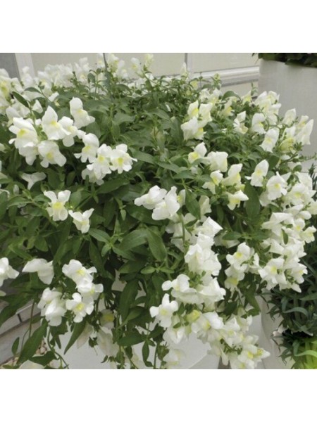 Кенді F1 білий (white) насіння антиринуму (Sakata)