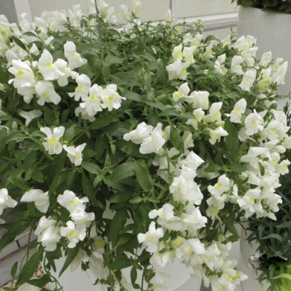 Кенді F1 білий (white) насіння антиринуму (Sakata)
