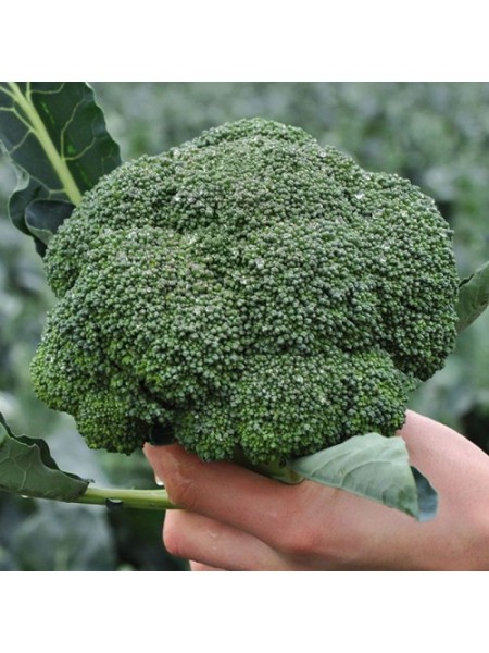 Кеззи F1 (Кези) семена капусты брокколи (Kitano Seeds)