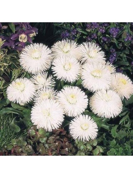 Хабанера белая (white) семена маргаритки (Benary)