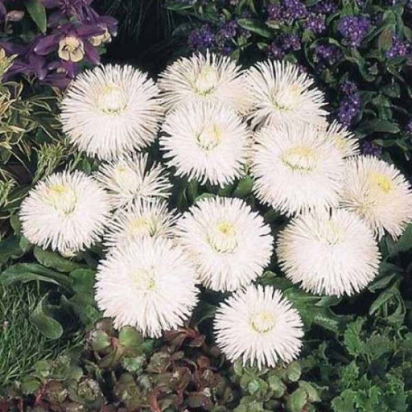 Хабанера белая (white) семена маргаритки (Benary)