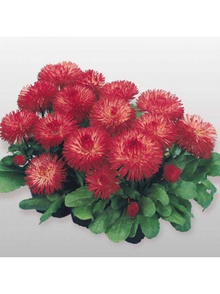 Хабанера красная (red) семена маргаритки (Benary)