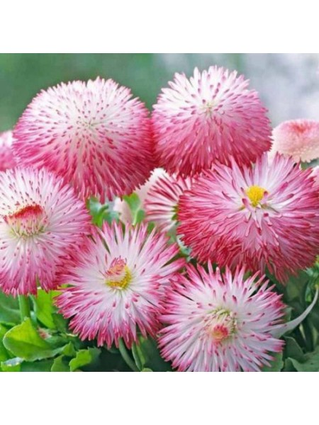 Хабанера розовая (pink) семена маргаритки (Benary)