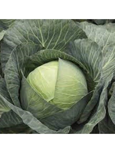 Киластресс F1 семена капусты б/н поздней 120-125 дн. 4-5 кг окр. (Syngenta)