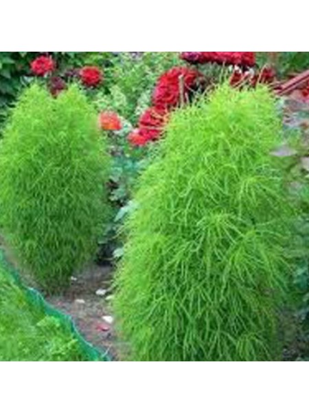 Кохія кипарисоподібного насіння (Moravoseed)