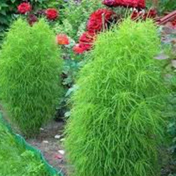 Кохія кипарисоподібного насіння (Moravoseed)