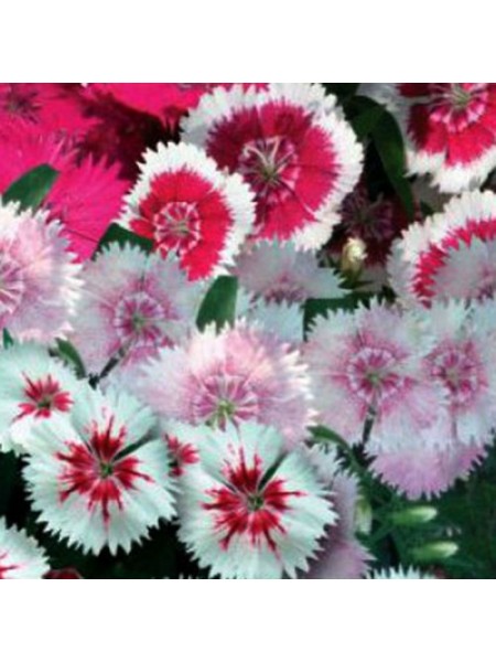 Китайская кукла семена гвоздики (GL Seeds)