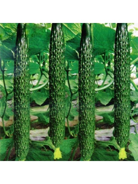 Китайский змей семена огурца пчелоопыляемого раннего (Hortus)