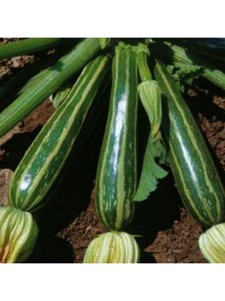 Кокозель семян цуккини (Hortus)