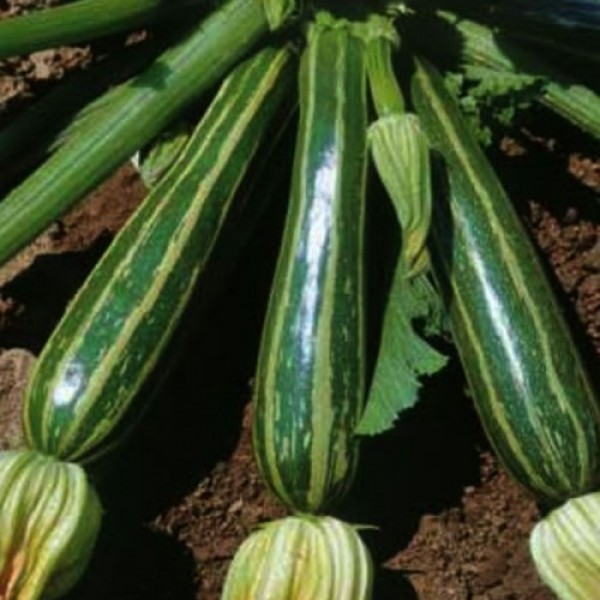 Кокозель насіння цукіні (Hortus)