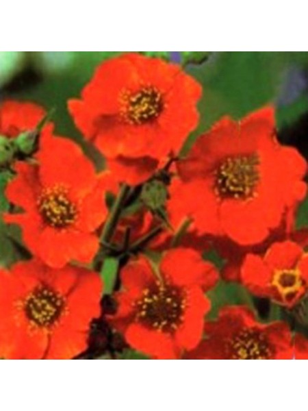 Дзвіночок чилійський помаранчевий (orange) насіння (Moravoseed)