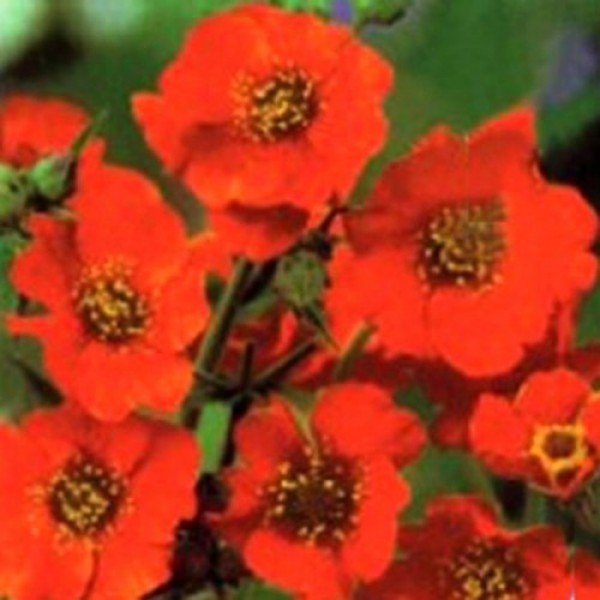 Дзвіночок чилійський помаранчевий (orange) насіння (Moravoseed)