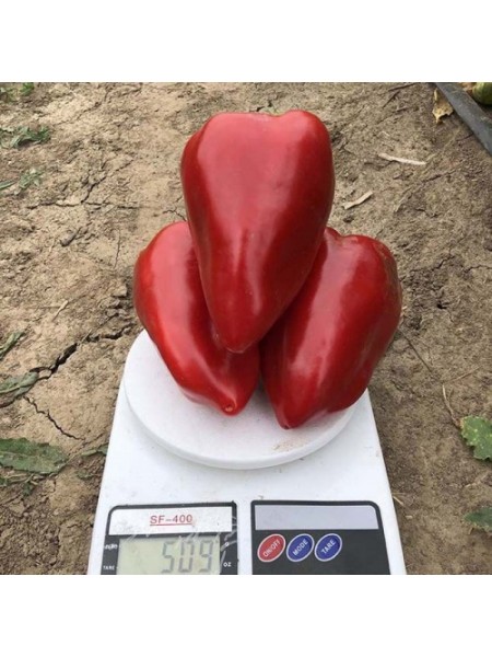 Кольт F1 семена перца сладкого Венгерский тип (Lark Seeds)
