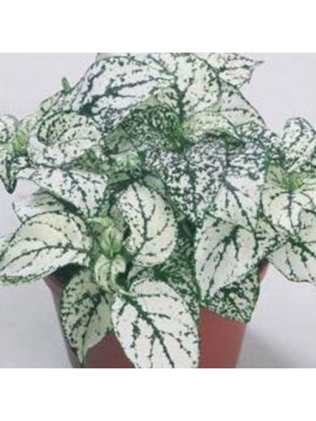 Конфіті білий (white) насіння гіпоестесу (Sakata)