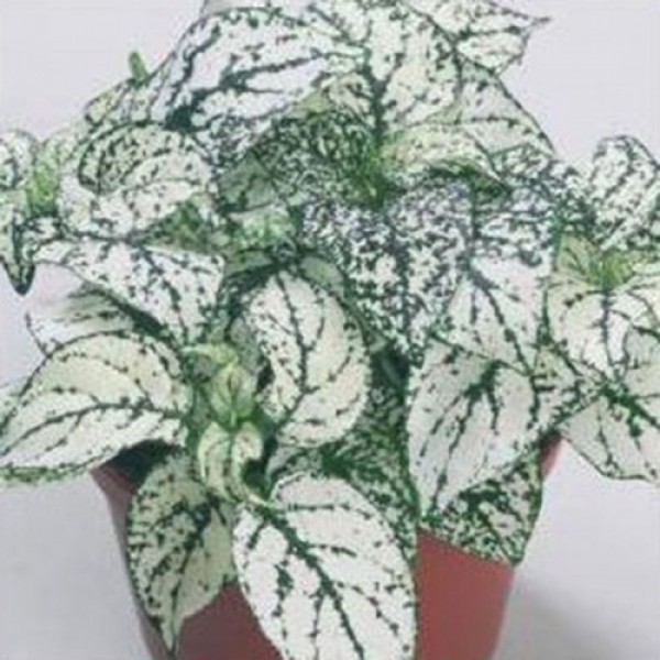 Конфіті білий (white) насіння гіпоестесу (Sakata)