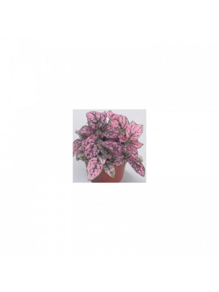 Конфіті рожевий (pink) насіння гіпоестесу (Sakata)