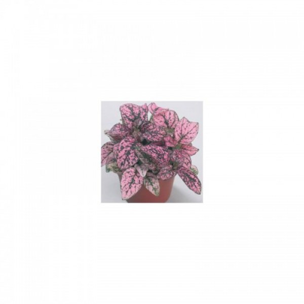 Конфіті рожевий (pink) насіння гіпоестесу (Sakata)