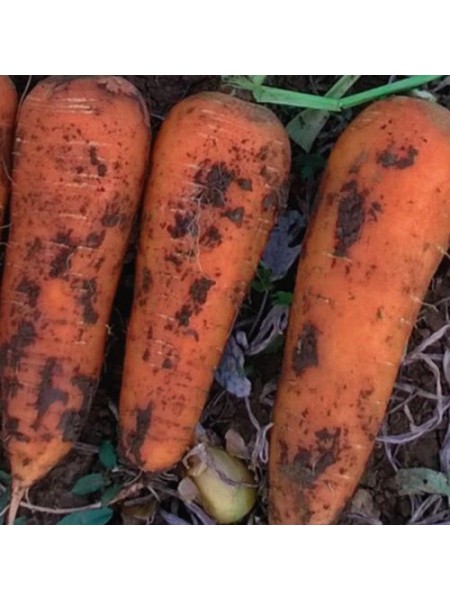Коралина F1 (Ты-134 F1) (калибр. 1,8-2,0 мм) семена моркови (Takii Seeds)