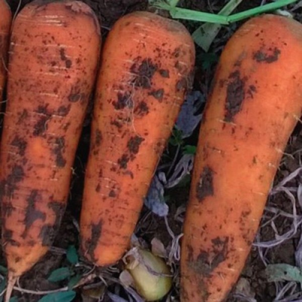 Коралина F1 (Ты-134 F1) (калибр. 2,2-2,6 мм) семена моркови (Takii Seeds)