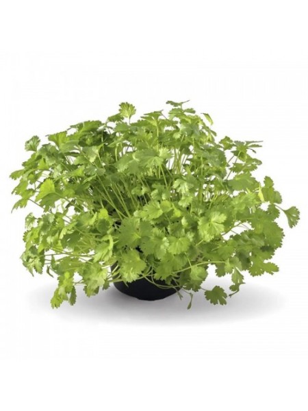 Кориандр комнатный семена кориандра (кинзы) (Wing Seed)