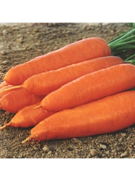 Корина семян моркови (Moravoseed)