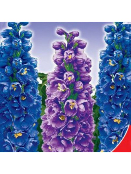 Король Артур семян дельфиниума (GL Seeds)