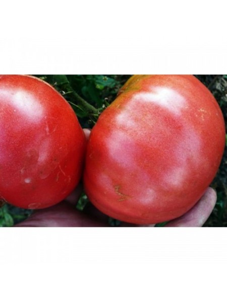 Король-гигант семян помидора индетерминантного (GL Seeds)