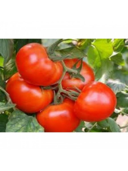 Король рынка семян помидора индетерминантного (GL Seeds)
