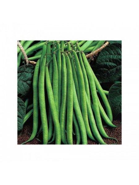 Королева Некар насіння квасолі спаржевої (GL Seeds)