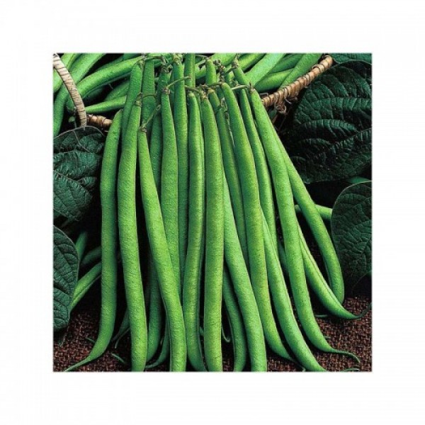 Королева Некар семена фасоли спаржевой (GL Seeds)