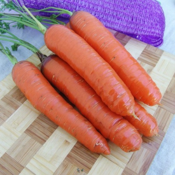 Кортина F1 семян моркови (Moravoseed)