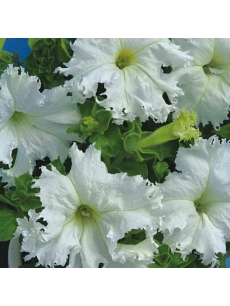 Кромковий завой F1 біла (white) насіння петунії махрової (Cerny)