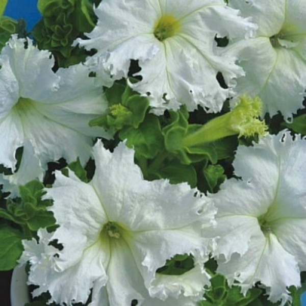 Кромковий завой F1 біла (white) насіння петунії махрової (Cerny)
