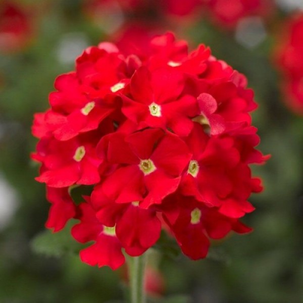 Вербена червона (red) насіння вербени (Hem Zaden)