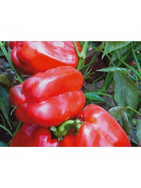 Красный гигант семян перца сладкого (GL Seeds)
