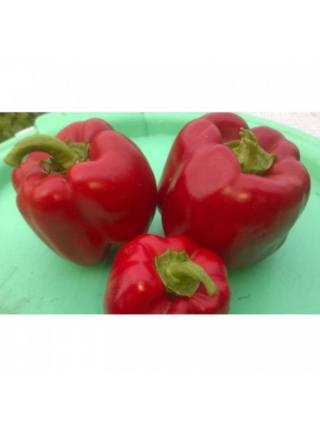 Красный куб F1 семян перца сладкого (GL Seeds)