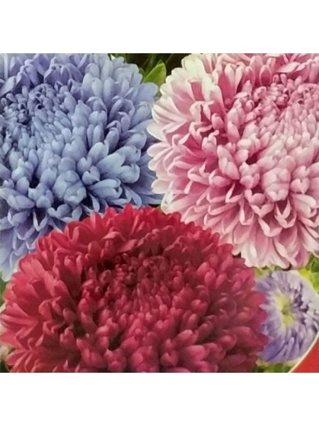 Крестелла Бордюрные семена астры (GL Seeds)