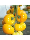 Ямамото (КС 10) F1 семена помидора индетерминантного (Kitano Seeds)