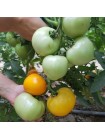 Ямамото (КС 10) F1 семена помидора индетерминантного (Kitano Seeds)